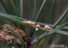 rez jehlicová (puchýřnatka podbělová) (Houby), Coleosporium tussilaginis (Pers.) Lév. (Fungi)